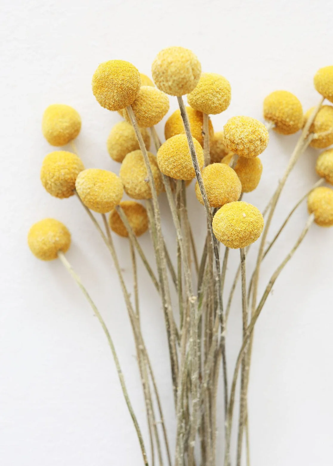 Everyday Best-Selling Artificial Plants and Dried Grasses